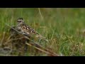 woodlark songbird walking on grass wildlife natrue woodlark songbird songbird vildkast ha94774