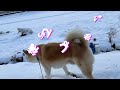 雪景色の お散歩♪　【ごん・みく】ファミリー秋田紀行　秋田犬【ごん・みく チャンネル】