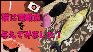 電動魚　飼い猫に与えてみました。　ダンシングフィッシュ