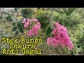 Cara Stek Bunga Sakura Anti Gagal || How to 