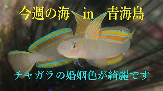 山口県　青海島　今週の海　vol.223