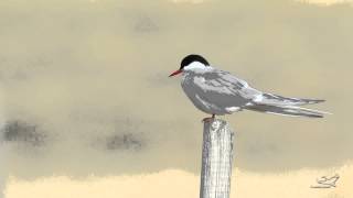 Küstenseeschwalbe - Arctic tern - Kría - Sterna paradisaea