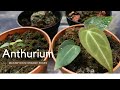 An Orange Edges on Anthurium Magnificum x crystallinum plant updates & tips 🌱 GardenArcX EP-68