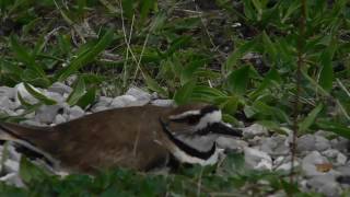 Distraction Display In Killdeer Plovers