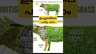 ഇംഗ്ലണ്ടിലെ പശു ഫാം #youtubeshorts #youtubereactions #youtubeshortfeed #england #dairyfarm #uk