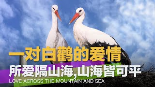 所爱隔山海，山海皆可平：穿越14000公里，生死相守16年，这对白鹳的爱情故事太好哭了！