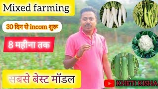 खीरा की खेती।। mixed farming।। cauliflower, cucumber 🥒beens ।।