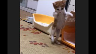 子猫のジャンプ！/Kitten jump #shorts#YouTubeショート動画