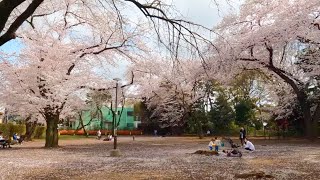 418 Tokyo 二子玉川から等々力渓谷 桜散歩 [4K] Futakotamagawa Local Sakura Walk