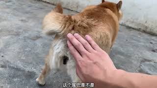 发情16天的柴犬来配种，刚见面就激动的合不拢嘴，真是一刻都不等