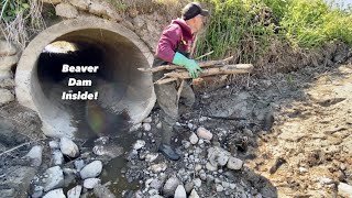 Beavers Clogged HUGE MAN SIZE CULVERT!