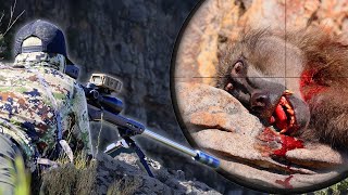 Mountain Hunting Baboons Stealing Citrus