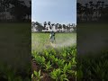 Spraying fungicides in turmeric crop || Mancozeb 75% WP - Carbendazim 50% WP || #farming #shorts