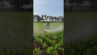 Spraying fungicides in turmeric crop || Mancozeb 75% WP - Carbendazim 50% WP || #farming #shorts