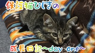 保護猫ひじきがうちに来ました～day one～       Growth diary of rescueded cat hijiki