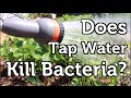 Does the Chlorine in Tap Water Harm Beneficial Bacteria?