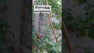 கிராமத்து வாழ்க்கை🏕🏝🏡# reels# shorts# trending video# farmer