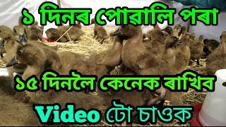 #DuckFarm ১ দিনৰ পৰা ১৫ দিনলৈ পোৱালি কেনেকে ৰাখিম। দিন- ৭