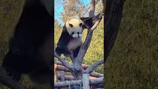 么么儿~不负春光 #panda #大熊猫 #熊