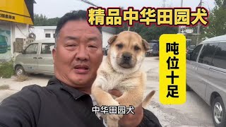 许昌再遇精品中华田园犬，亮哥看到直接盘，这品相真不能犹豫