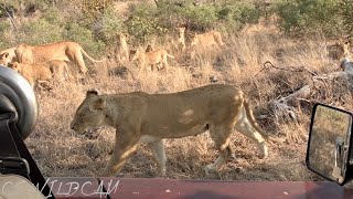 Lionesses \u0026 SKORRO Male LIONS Stay Close as they Bring their CUBS from the East