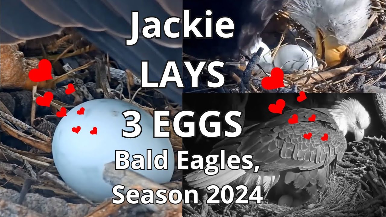 Bald Eagles, JACKIE Lays 3 EGGS 🥚🥚🥚& Gets FISH🐟, Recap: Season 2024 ...