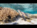 ‘Doomsayers’: Great Barrier Reef not in actually in ‘grave danger’