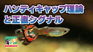 【性淘汰#03】なぜメスは派手なオスを選ぶのか？ ハンディキャップ理論と「正直な信号」（#すごい進化ラジオ）