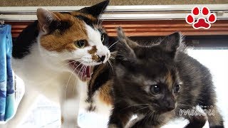 野良子猫が7匹の成猫が住む部屋に挨拶に行った【瀬戸のらな日記】New Kitten and Resident Cats Meet for the First Time