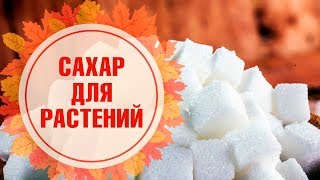 Как спасти комнатные растения? Необычные подкормки для цветов 🌺 Подкормка сахаром