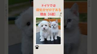 【ドイツ🇩🇪殺処分ゼロな理由】#shortvideo #shorts #犬のいる生活 #犬のいる暮らし #愛犬 #ペット #いぬ #猫 #殺処分ゼロ