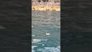 A Razorbill (Alca torda) checking me out while looking for fish beneath the Cliffs of Moher.