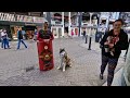 husky yells at strangers daily and gets recognised