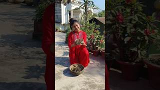 গাছ নিয়ে আজকে ঝগড়া করেছি!😂 #banglaminivlog #minivlog #gardeningtips #gardening #plantslove #shorts