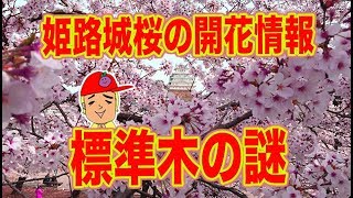 姫路城の桜開花情報と標準木の謎