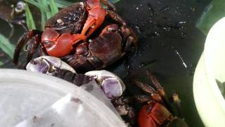 Kepiting langka/rare crab: neosarmatium smithii dan rotundifron