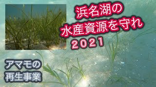 浜名湖の水産資源を守れ！２０２１年　アマモ再生事業、モニタリング