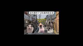 当你遇到了记性差的前女友 #猫meme #万万没想到 #精神状态belike #搞笑 #小妈  #萌宠 #cat #萌寵  #funny #搞笑 #治癒小貓  #有趣 #cute #搞笑短視頻合集