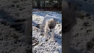 Great Pyrenees puppy’s first snow day #puppy #greatpyrenees #snow #shorts #cute