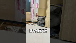 事实证明猫咪头能过的地方身子可不一定哦哈哈哈哈哈#shorts