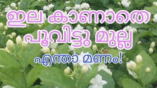 കുറ്റി മുല്ല കൃഷി.Jasmine Cultivation in Kerala | Kuttimulla Krishi/കുറ്റി മുല്ല എങ്ങനെ കൃഷിചെയ്യാം.