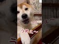 芋が大好きな柴犬と母ちゃんのやり取りが面白い😂　 犬　 柴犬　 おもしろ 面白い　 犬のいる暮らし