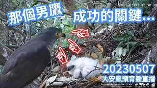 20230507 那個男鷹 大安阿爸 成功的關鍵... - 大安鳳頭育雛直播