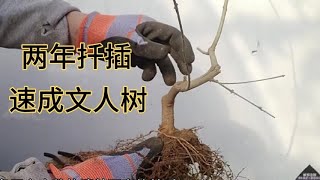 如何縮短小微盆景文人樹樁材培育時間？