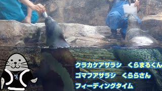 クラカケアザラシ　くらまるくん　アジも食べるよ　ゴマフアザラシくららさんのフィーディングタイム　アクアマリンふくしま