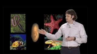 Regeneration - Peter Reddien (MIT/HHMI)
