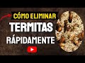 CÓMO ELIMINAR  TERMITAS O COMEJÉN RÁPIDAMENTE  👆 Con MÉTODOS CASEROS ✅