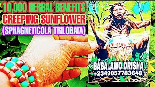 10,000 HERBAL BENEFITS OF CREEPING SUNFLOWER (SPHAGNETICOLA TRILOBATA)