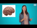 Vanessa's Top 5 Brain Facts - Sciencey