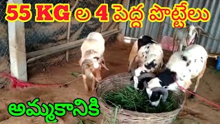 biggest sheep bakra 9666515275 పెద్ద పొట్టేలు అమ్మకానికి